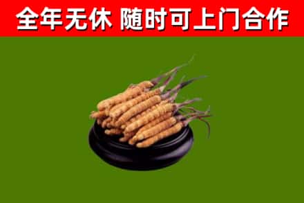 邹城回收散虫草